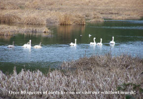Trumpeter Swans stopping over on our marsh