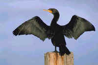 Double-crested Cormorant, adult