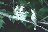 Ruby-throated Hummingbird, female and young