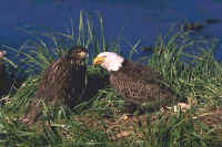 Bald Eagles, immature (left) and adult (right)