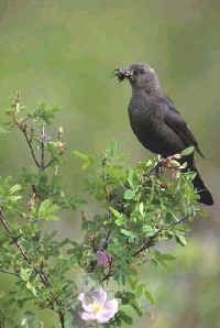 Brewer's Blackbird, female