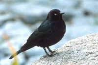 Brewer's Blackbird, male