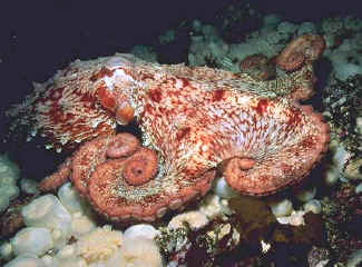 Great Pacific Octopus
