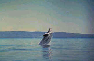 Grey Whale rare