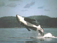 Orca whales around Orcas Island and the San Juan Islands 