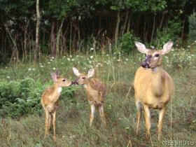 Twin Fawns with Mother