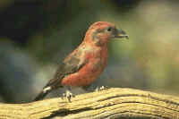 Red Crossbill, male