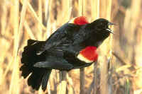 Red-winged Blackbird, male