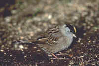 Golden-crowned Sparrow, summer