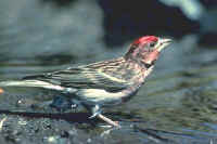 Cassin's Finch, male