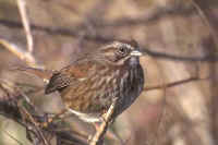 Song Sparrow, west