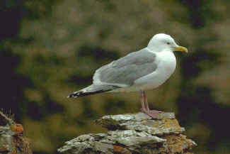 Thayer's Gull, adult 