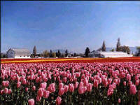 Skagit Valley annual Tulip Festival